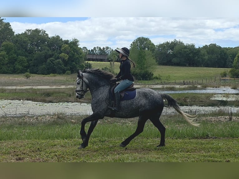 Plus de chevaux à sang chaud Croisé Hongre 5 Ans Gris in Weirsdale