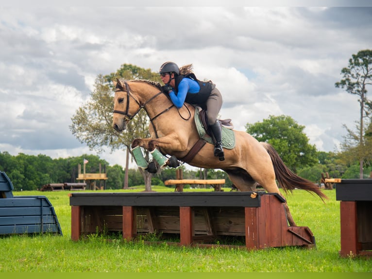 Plus de chevaux à sang chaud Croisé Hongre 5 Ans Isabelle in Ocala