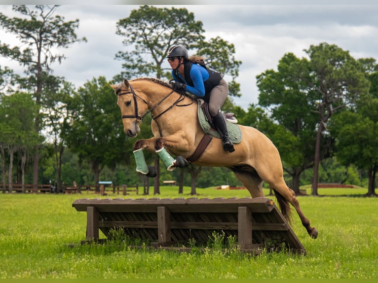 Plus de chevaux à sang chaud Croisé Hongre 5 Ans Isabelle in Ocala