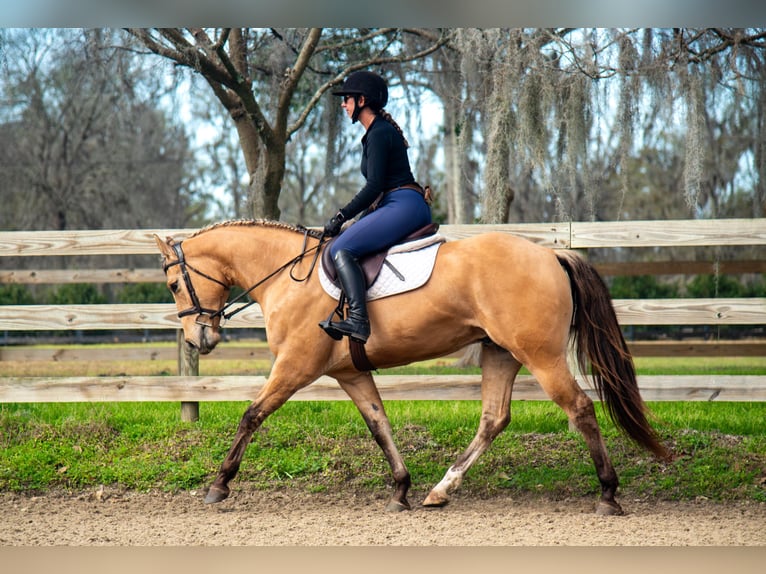 Plus de chevaux à sang chaud Croisé Hongre 5 Ans Isabelle in Ocala