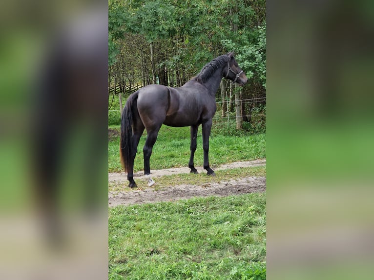 Plus de chevaux à sang chaud Hongre 5 Ans Noir in Haapsalu