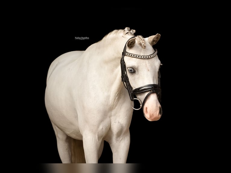 Plus de chevaux à sang chaud Hongre 6 Ans 120 cm Gris in Oost West en Middelbeers