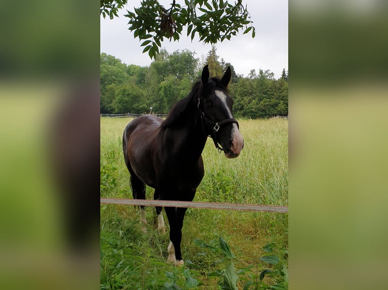 Plus de chevaux à sang chaud Hongre 6 Ans 146 cm Bai brun foncé in Schönwölkau