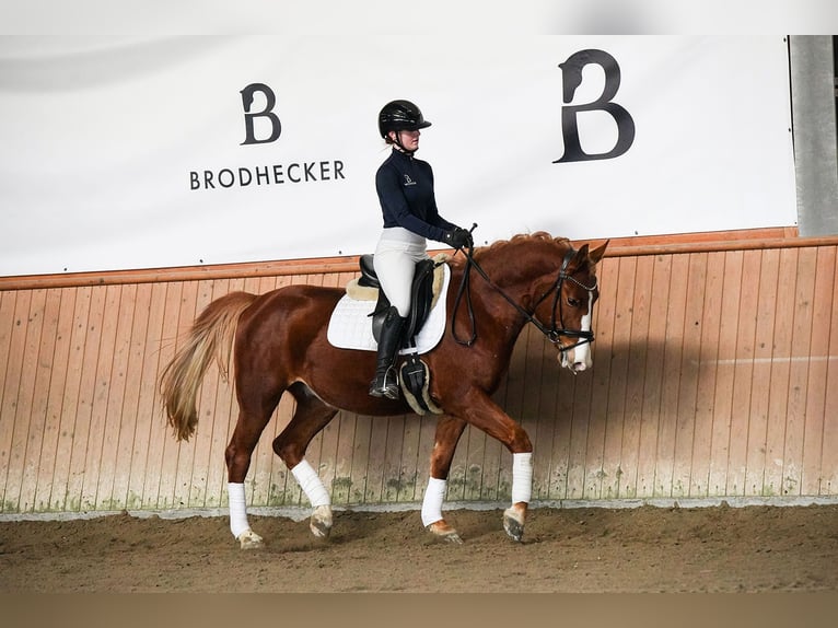 Plus de chevaux à sang chaud Hongre 6 Ans 153 cm Alezan in Riedstadt