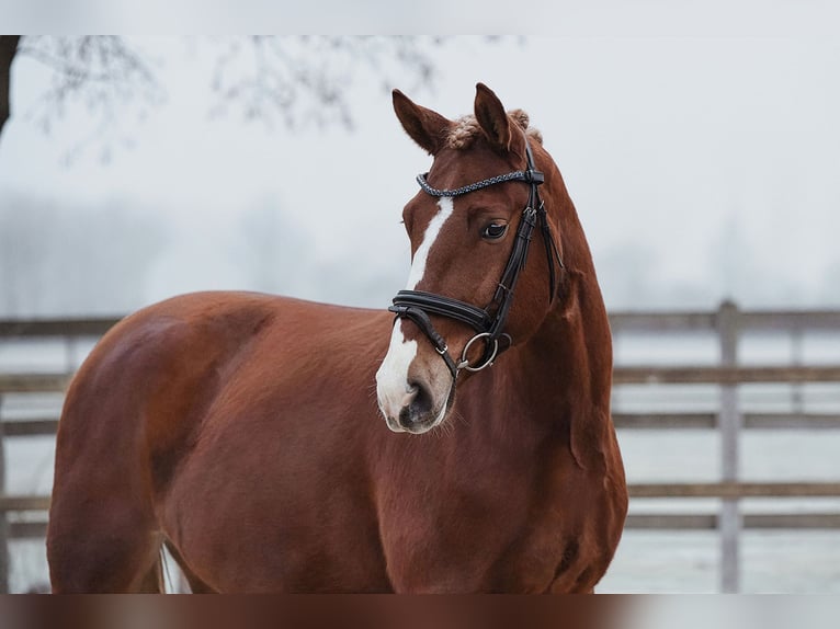 Plus de chevaux à sang chaud Hongre 6 Ans 153 cm Alezan in Riedstadt