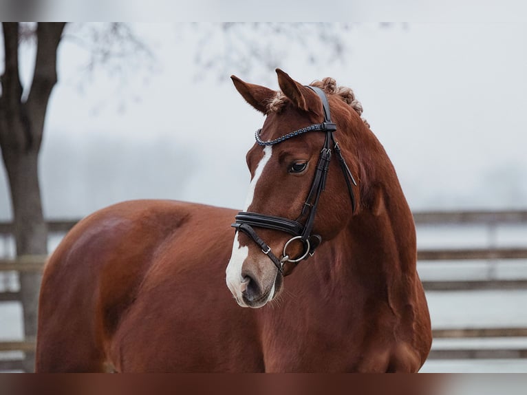 Plus de chevaux à sang chaud Hongre 6 Ans 153 cm Alezan in Riedstadt