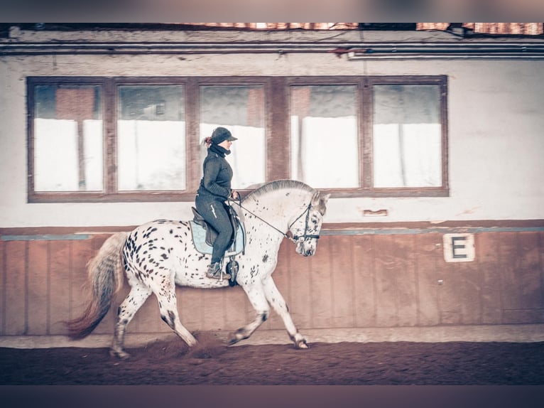 Plus de chevaux à sang chaud Hongre 6 Ans 155 cm Léopard in M&#xFC;hlacker