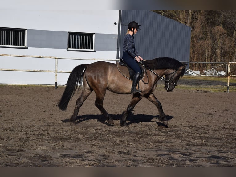 Plus de chevaux à sang chaud Hongre 6 Ans 156 cm Buckskin in Chełmno