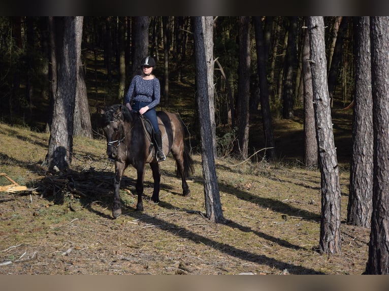 Plus de chevaux à sang chaud Hongre 6 Ans 156 cm Buckskin in Chełmno