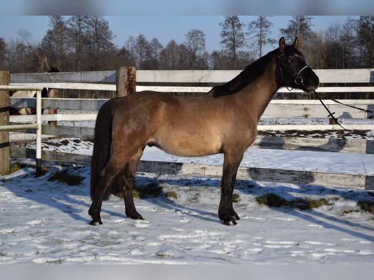 Plus de chevaux à sang chaud Hongre 6 Ans 156 cm Buckskin in Chełmno