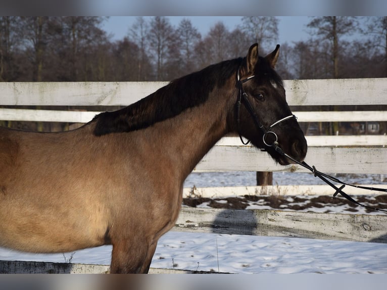 Plus de chevaux à sang chaud Hongre 6 Ans 156 cm Buckskin in Chełmno