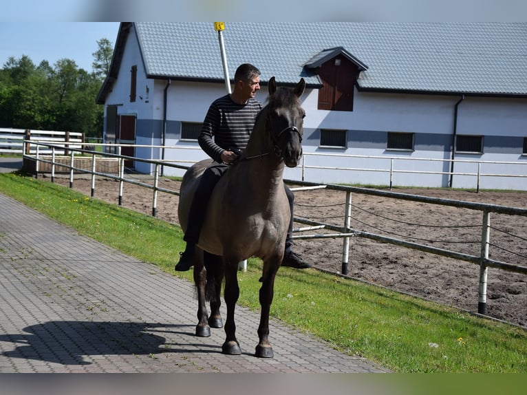 Plus de chevaux à sang chaud Hongre 6 Ans 156 cm Isabelle in Chełmno