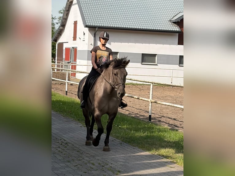 Plus de chevaux à sang chaud Hongre 6 Ans 156 cm Isabelle in Chełmno