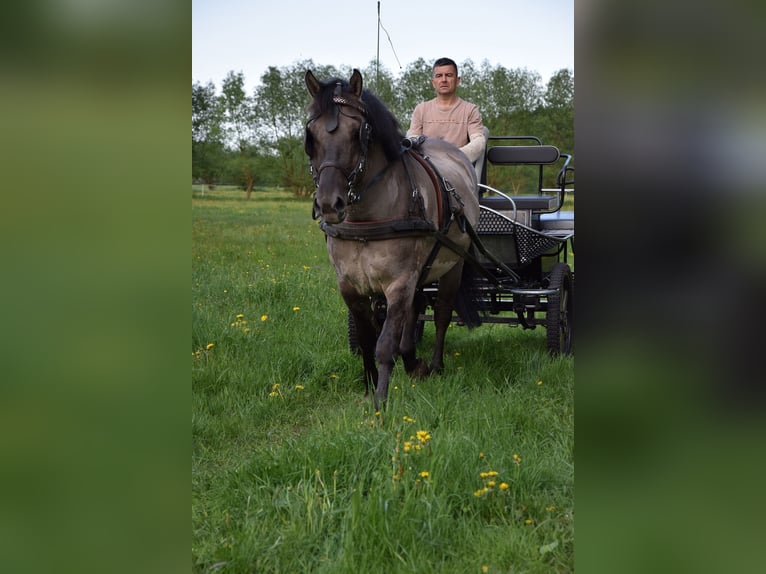 Plus de chevaux à sang chaud Hongre 6 Ans 156 cm Isabelle in Chełmno