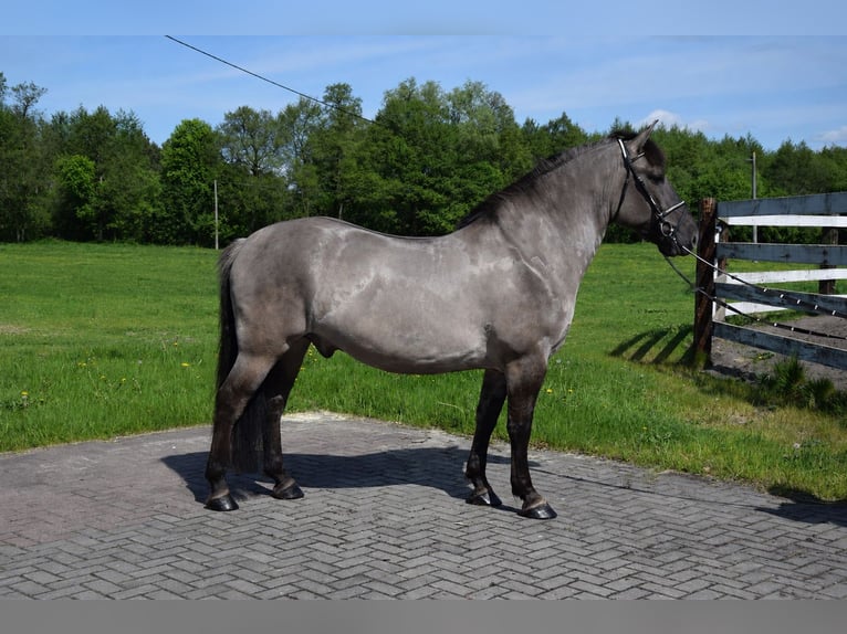 Plus de chevaux à sang chaud Hongre 6 Ans 156 cm Isabelle in Chełmno