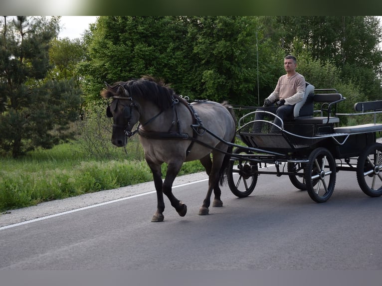 Plus de chevaux à sang chaud Croisé Hongre 6 Ans 156 cm Isabelle in Chełmno