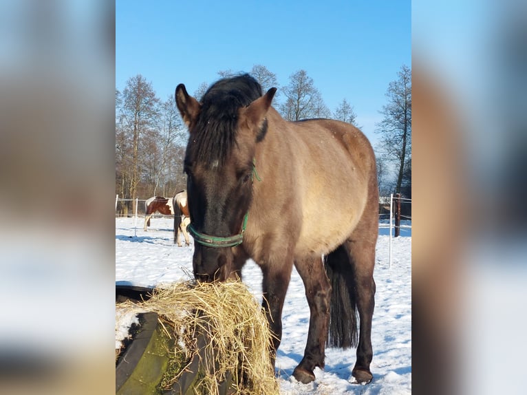Plus de chevaux à sang chaud Croisé Hongre 6 Ans 157 cm Buckskin in Chełmno