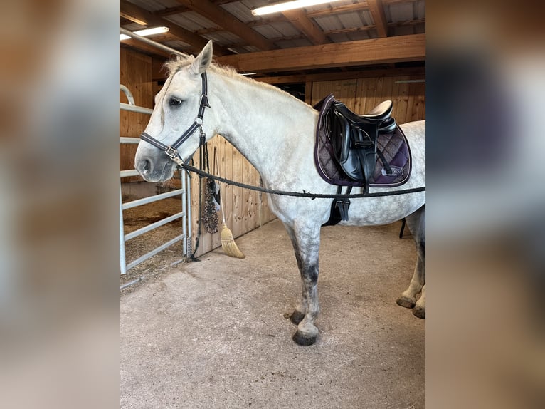 Plus de chevaux à sang chaud Hongre 6 Ans 157 cm Gris pommelé in Klam