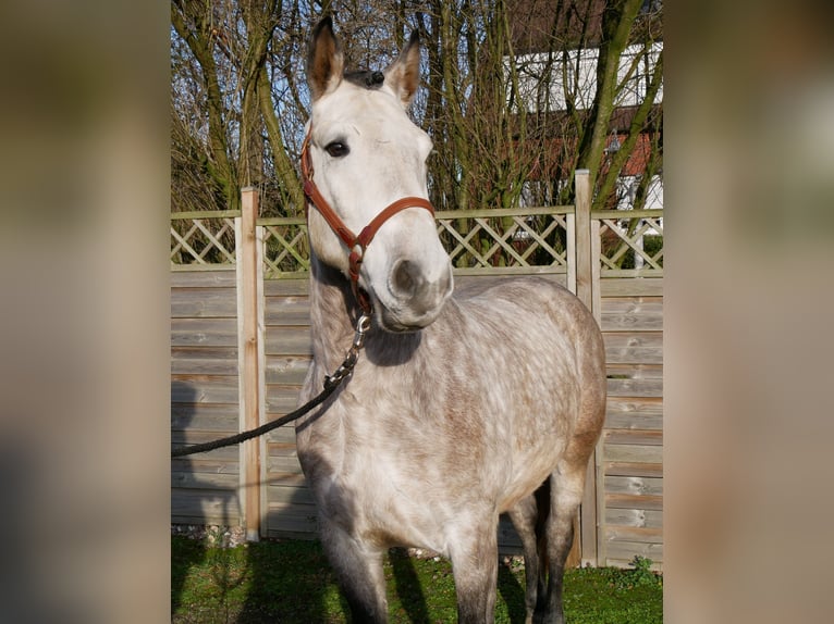 Plus de chevaux à sang chaud Hongre 6 Ans 158 cm Gris pommelé in Dorsten