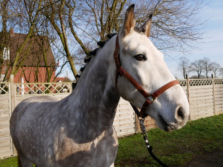 Plus de chevaux à sang chaud Hongre 6 Ans 158 cm Gris pommelé in Dorsten