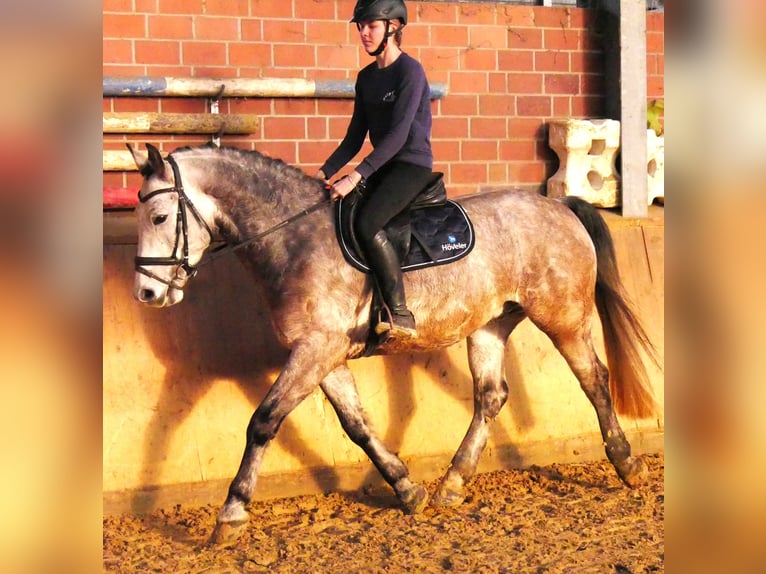 Plus de chevaux à sang chaud Hongre 6 Ans 158 cm Gris pommelé in Dorsten