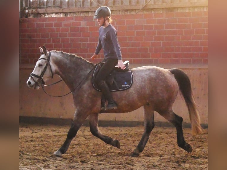 Plus de chevaux à sang chaud Hongre 6 Ans 158 cm Gris pommelé in Dorsten