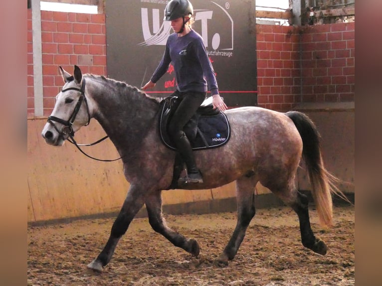 Plus de chevaux à sang chaud Hongre 6 Ans 158 cm Gris pommelé in Dorsten