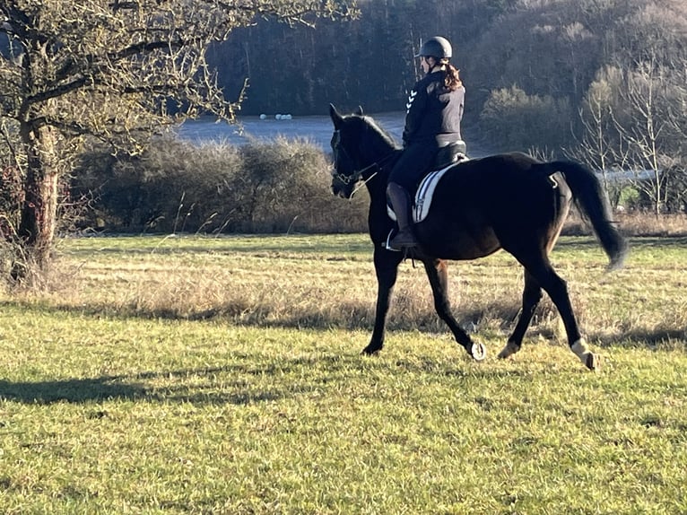 Plus de chevaux à sang chaud Hongre 6 Ans 160 cm Bai brun in Ursensollen
