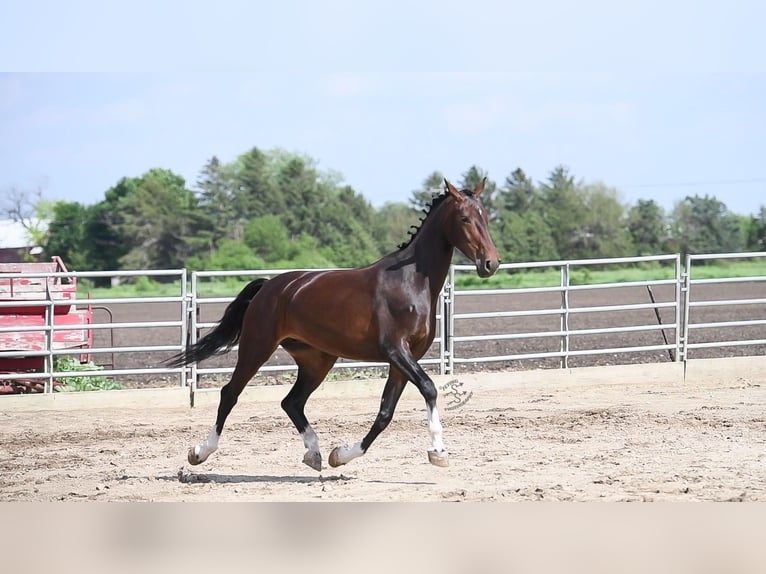 Plus de chevaux à sang chaud Hongre 6 Ans 160 cm Bai cerise in Fairbank IA