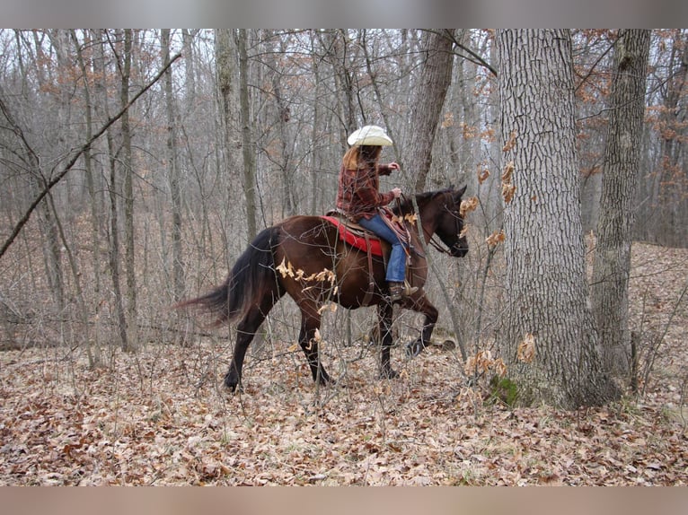 Plus de chevaux à sang chaud Hongre 6 Ans 160 cm Bai cerise in Howell, MI