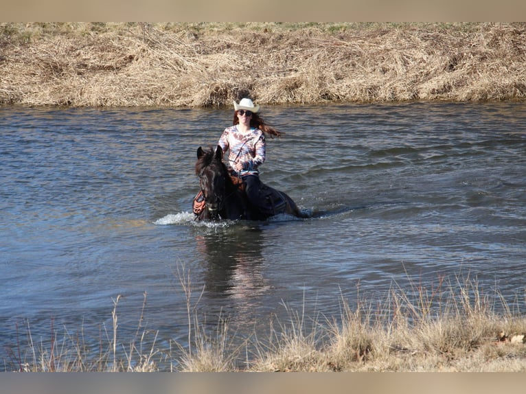 Plus de chevaux à sang chaud Hongre 6 Ans 160 cm Bai cerise in Howell, MI