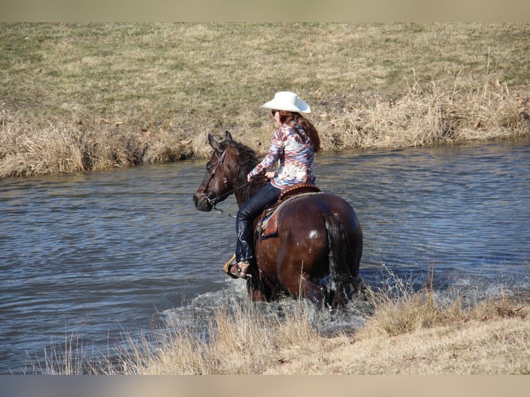 Plus de chevaux à sang chaud Hongre 6 Ans 160 cm Bai cerise in Howell, MI