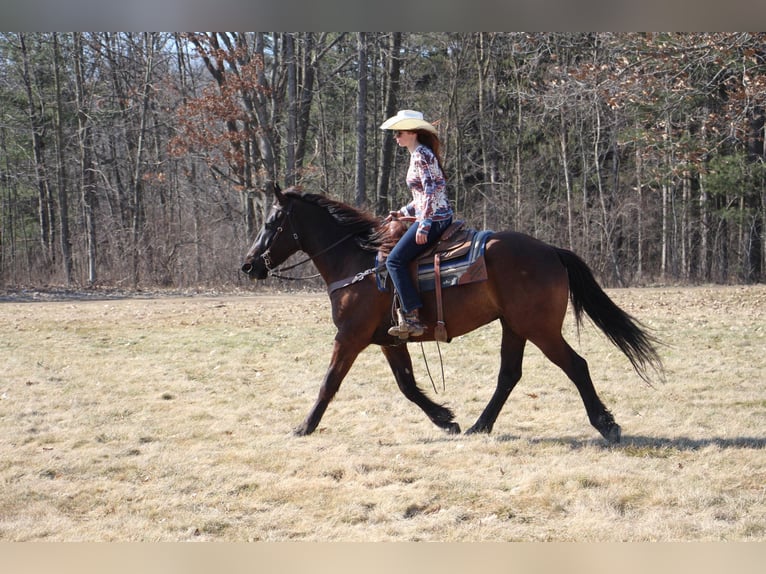 Plus de chevaux à sang chaud Hongre 6 Ans 160 cm Bai cerise in Howell, MI