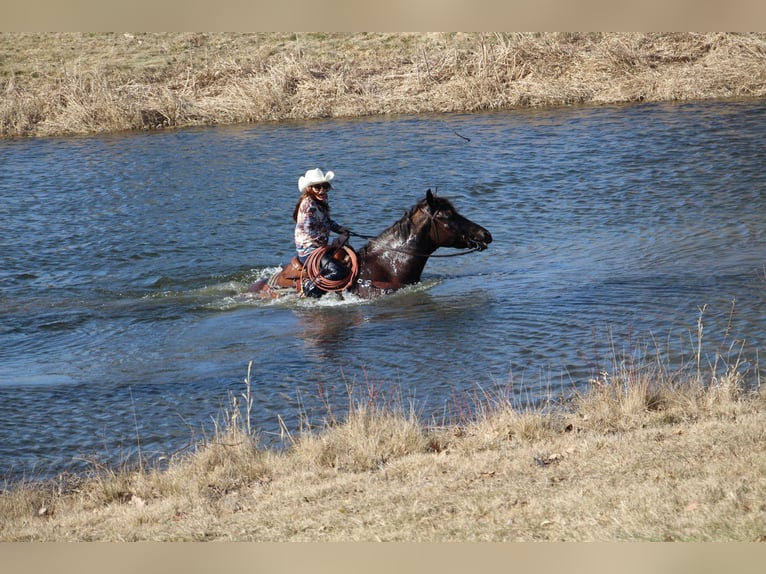 Plus de chevaux à sang chaud Hongre 6 Ans 160 cm Bai cerise in Howell, MI