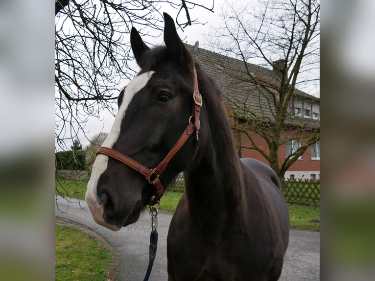 Plus de chevaux à sang chaud Croisé Hongre 6 Ans 160 cm Noir in Dorsten