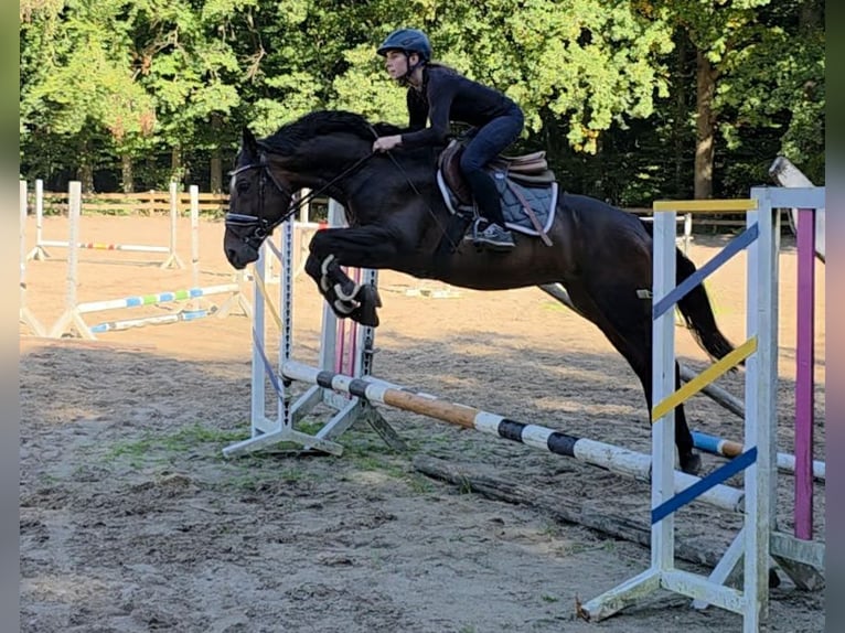 Plus de chevaux à sang chaud Hongre 6 Ans 161 cm Bai brun in Braunschweig