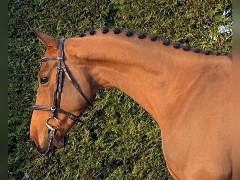 Plus de chevaux à sang chaud Hongre 6 Ans 162 cm Bai in Malaga