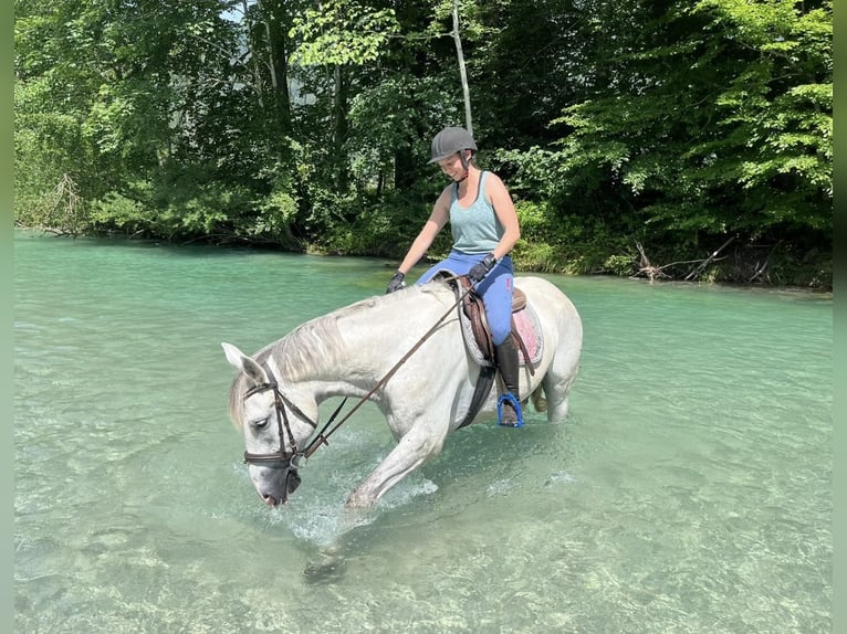 Plus de chevaux à sang chaud Hongre 6 Ans 164 cm Gris in Pelmberg