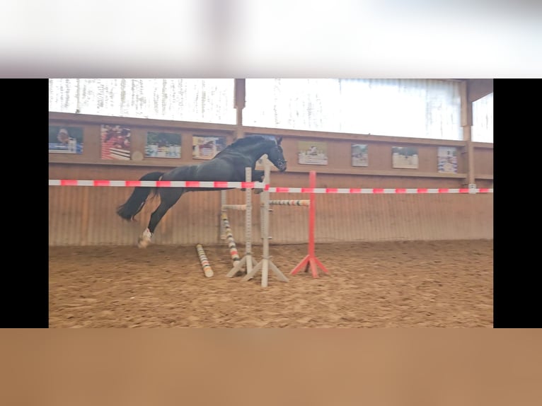 Plus de chevaux à sang chaud Croisé Hongre 6 Ans 165 cm Bai brun foncé in Windeck