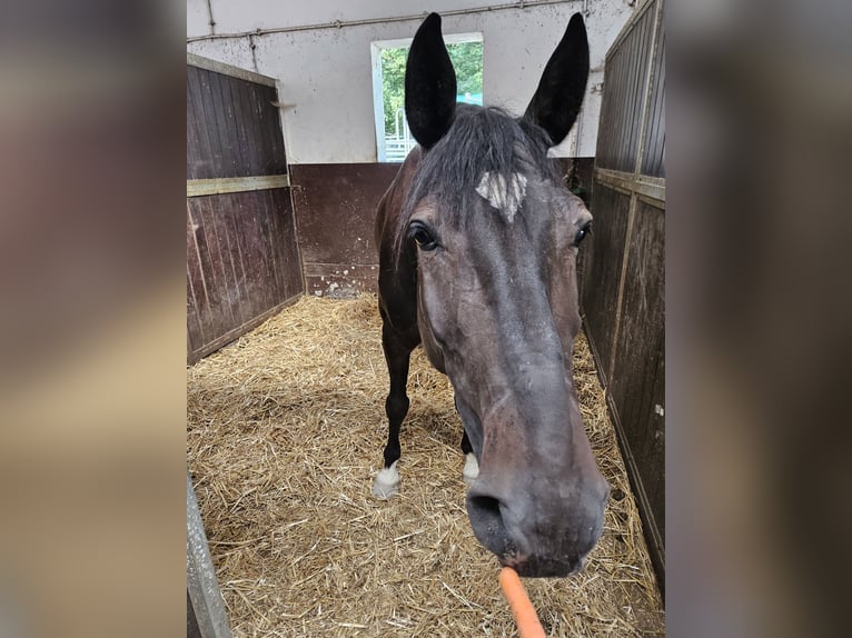 Plus de chevaux à sang chaud Croisé Hongre 6 Ans 165 cm Bai brun foncé in Windeck