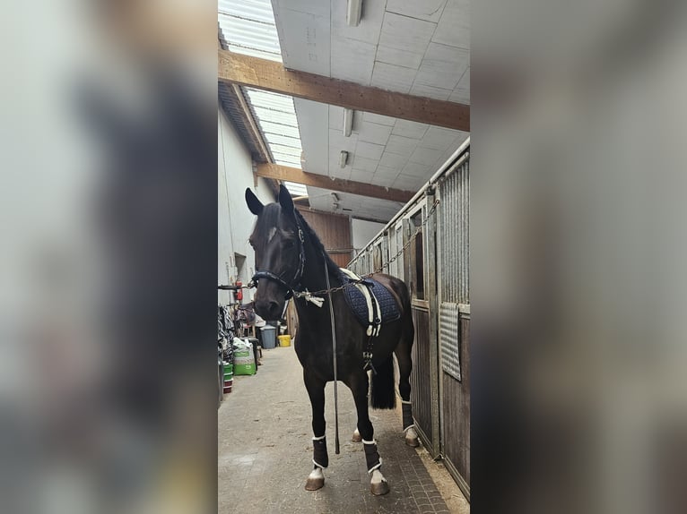 Plus de chevaux à sang chaud Croisé Hongre 6 Ans 165 cm Bai brun foncé in Windeck