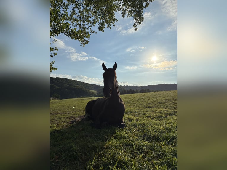 Plus de chevaux à sang chaud Hongre 6 Ans 165 cm Noir in Voeren