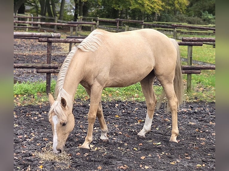 Plus de chevaux à sang chaud Hongre 6 Ans 165 cm Palomino in Wallenhorst