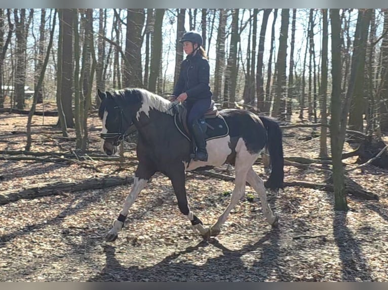 Plus de chevaux à sang chaud Hongre 6 Ans 165 cm Pinto in Braunschweig
