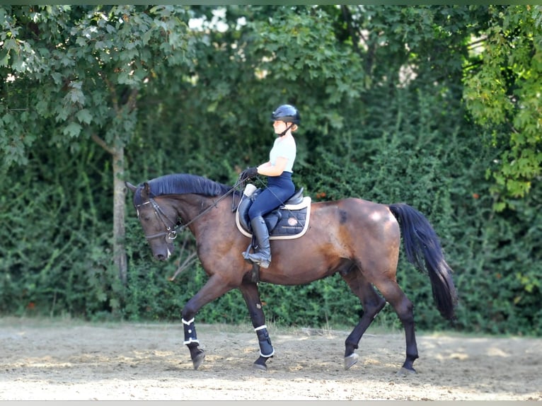 Plus de chevaux à sang chaud Hongre 6 Ans 166 cm Bai brun in Schattendorf