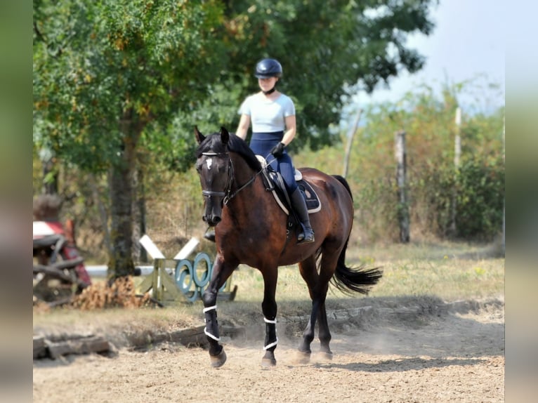 Plus de chevaux à sang chaud Hongre 6 Ans 166 cm Bai brun in Schattendorf