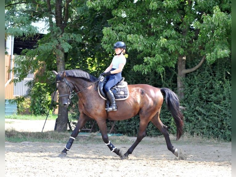 Plus de chevaux à sang chaud Hongre 6 Ans 166 cm Bai brun in Schattendorf