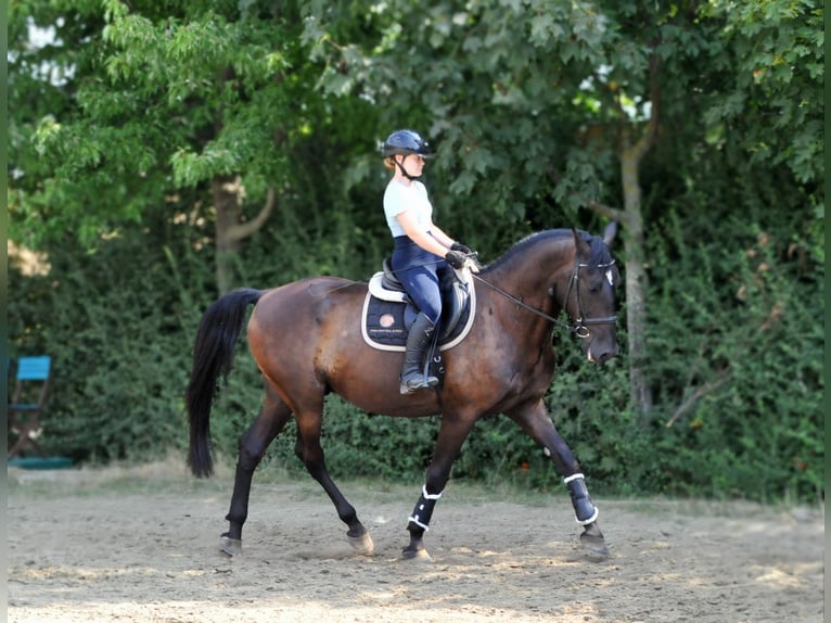 Plus de chevaux à sang chaud Hongre 6 Ans 166 cm Bai brun in Schattendorf