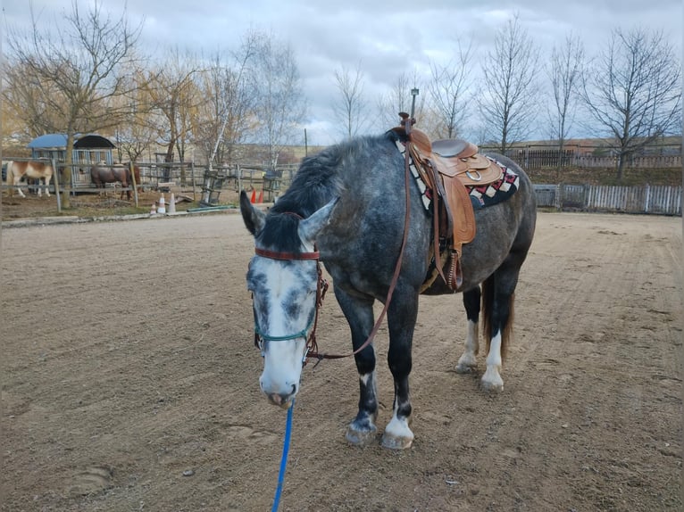 Plus de chevaux à sang chaud Croisé Hongre 6 Ans 167 cm Peut devenir gris in Klein Harras