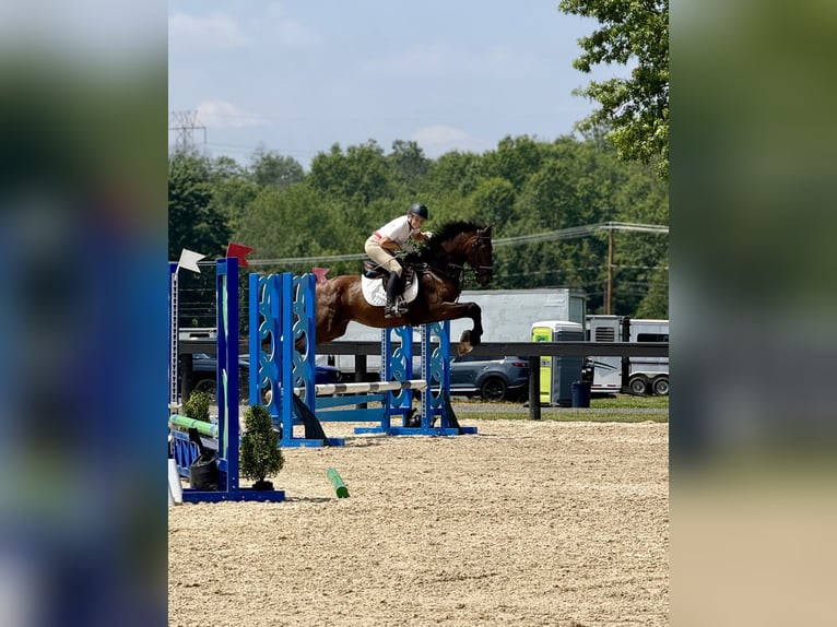 Plus de chevaux à sang chaud Hongre 6 Ans 168 cm Bai cerise in Lebanon NJ